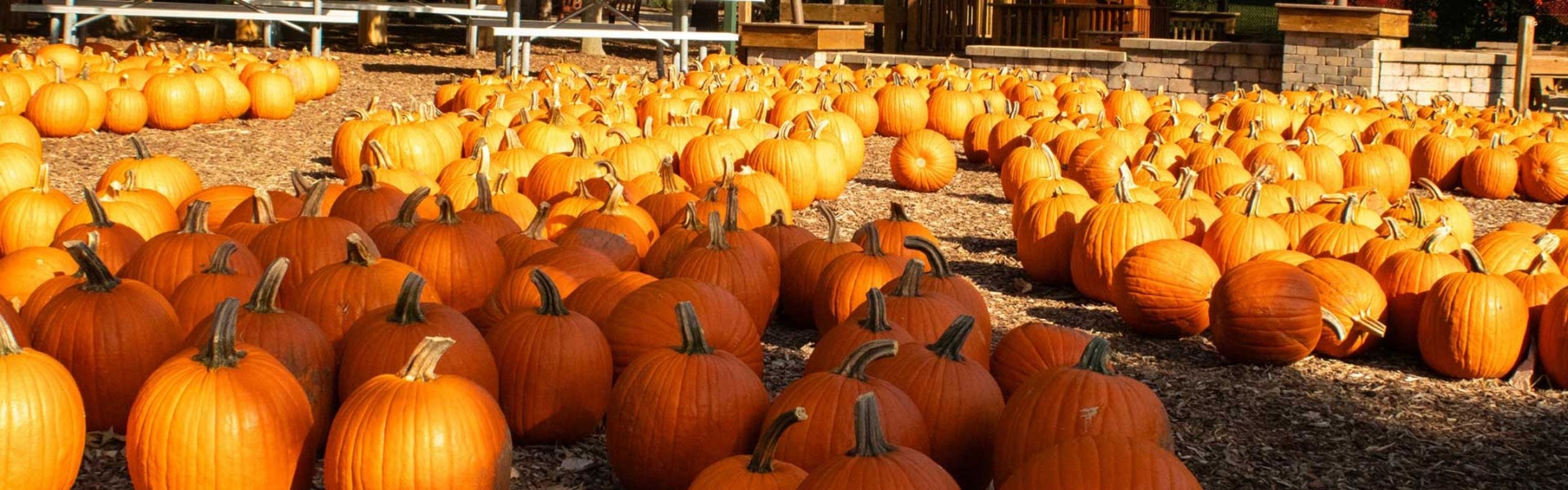 Pumpkin patch