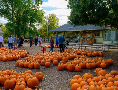 10/1-10/31: Pumpkin Fest
