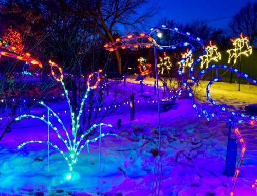 11/27-12/30: Festival of Lights & Tree Sale