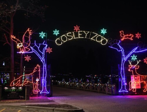 Cosley Zoo Festival of Lights & Christmas Tree Sale – November 28-December 30