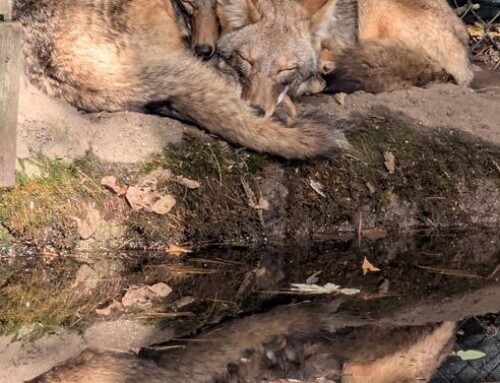 Cosley Zoo welcomes two new animals to the zoo family