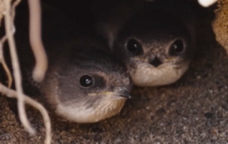 Beyond Our Senses Swallows featured image