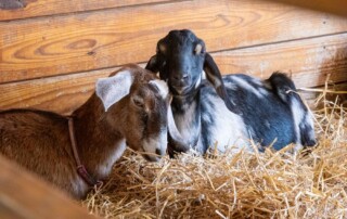Two new goats sitting on hay in a pen.