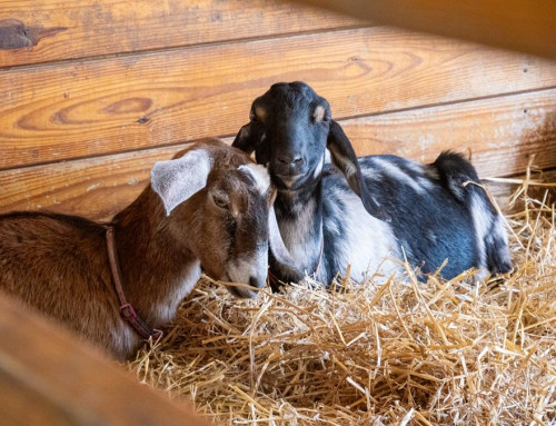 There’s Something New Around Every Corner at Cosley Zoo