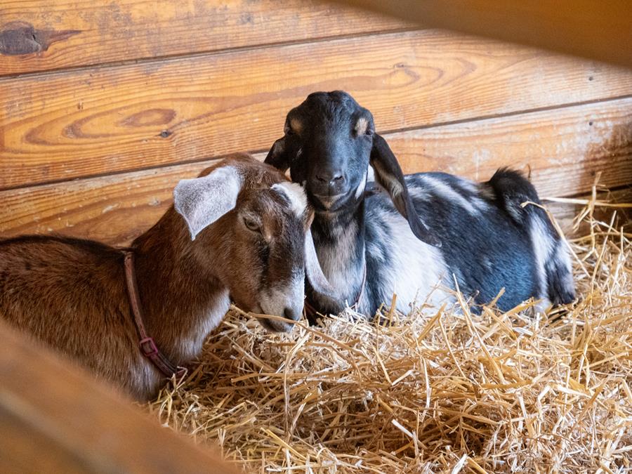 Two new goats sitting on hay in a pen.