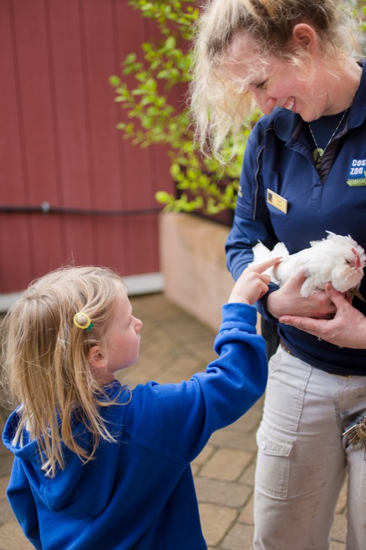 girl pets chicken held by zookeeper