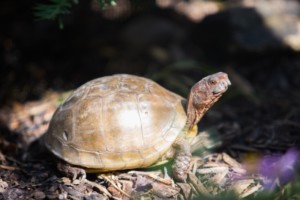 turtle turtle
