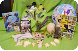 Birds_display_250x163