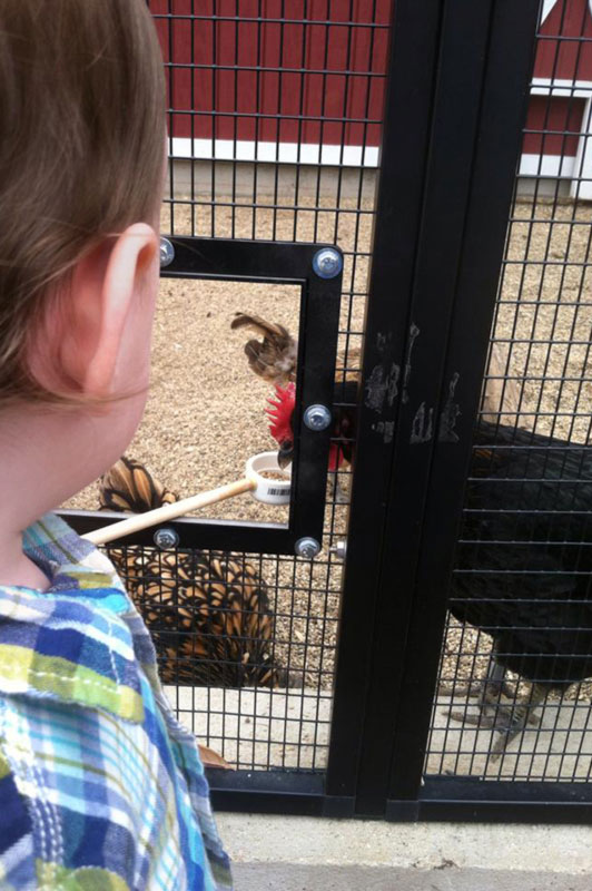 Chicken-Feeding