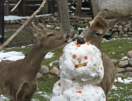 Cosley Zoo remains open during the winter months!