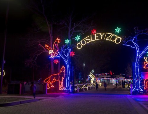 Cosley Zoo Festival of Lights & Christmas Tree Sale opens November 27!