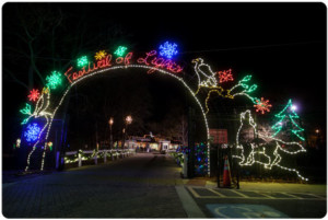 festivaloflightstreesale
