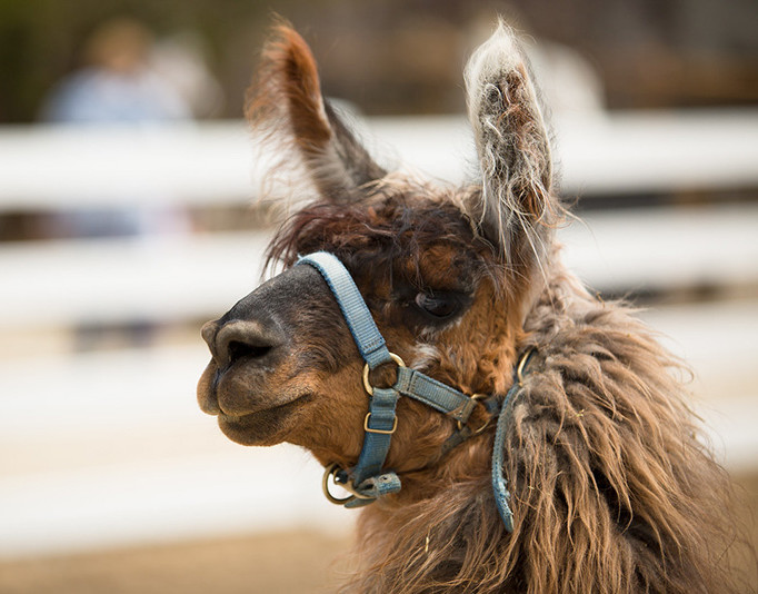 Llama