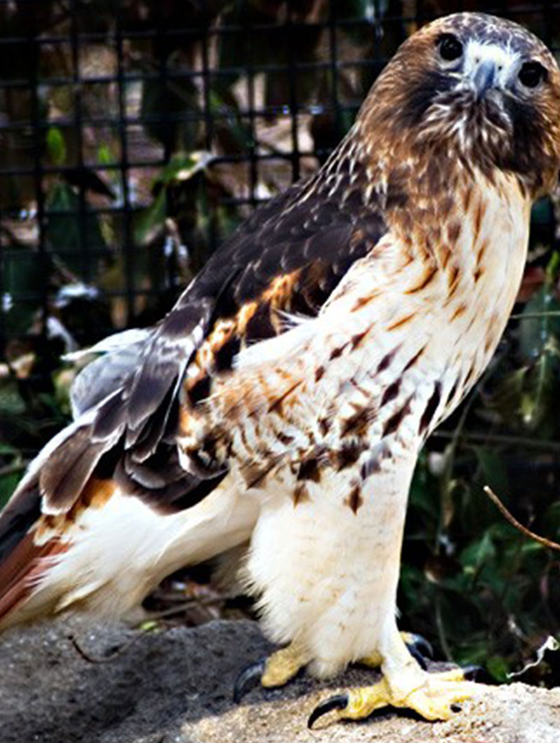 Red-tailed Hawk – Cosley Zoo