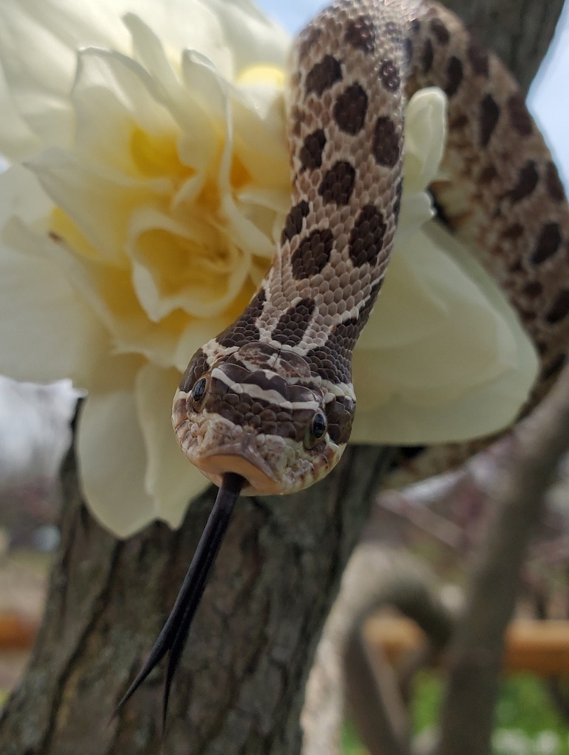 Western hognose snake