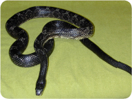 black_rat_snake
