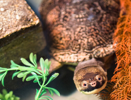 1/30: Blanding’s Turtle Head Start Program (virtual)