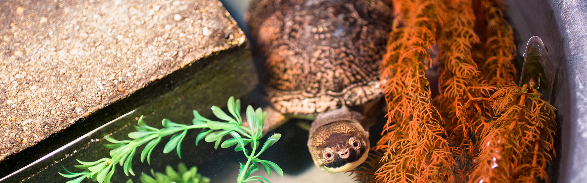 blanding-turtle