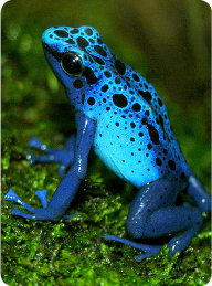 blue_poison_dart_frog