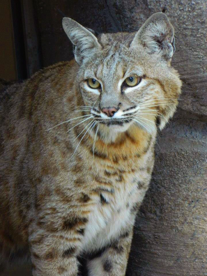 bobcat-close-up-720×960