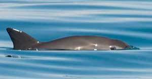 coins-for-conservation-1 VAQUITA