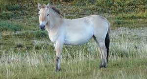 coins-for-conservation-2 ASIAN WILD HORSE