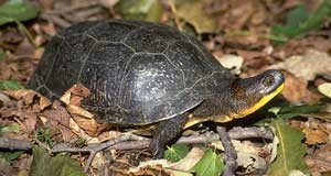 coins-for-conservation-3 BLANDING’S TURTLE