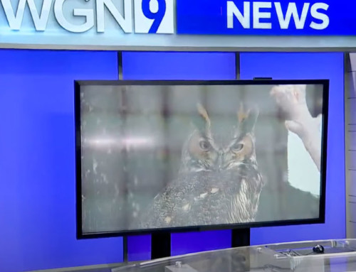 WGN News – Weekend Break checks out holiday fun at the Cosley Zoo