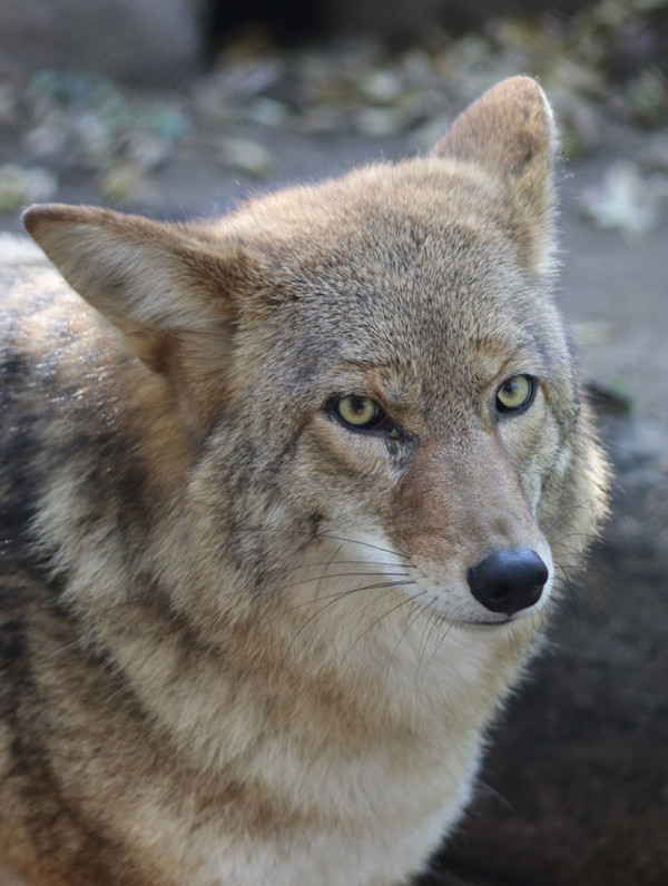 Coyote – Cosley Zoo