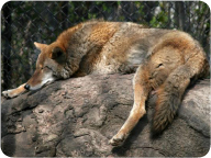 Working with Cosley Zoo is a great way to earn scout badge requirements.