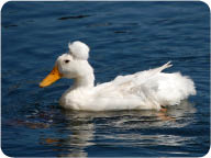 crested_duck