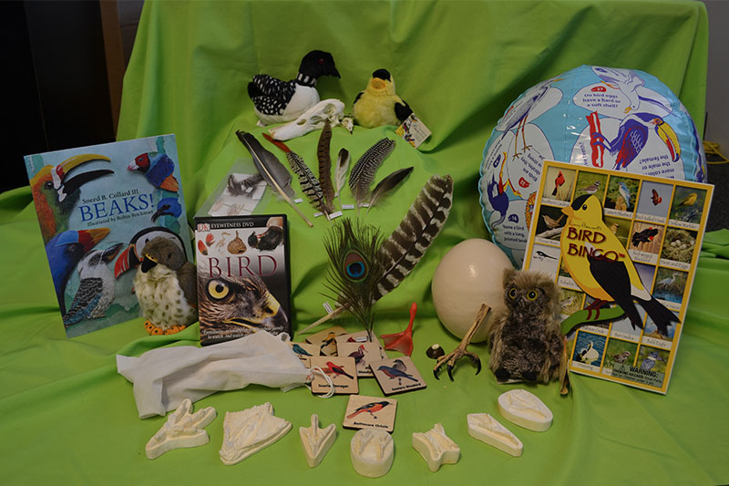 Birds_display_250x163