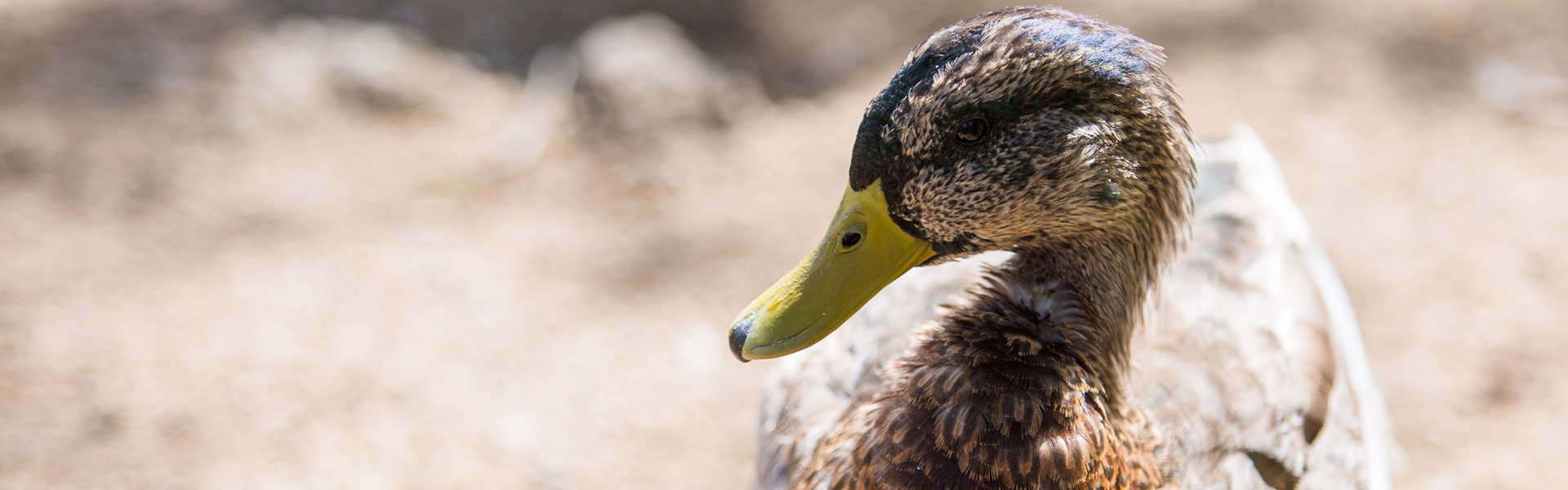 duck-1920×600