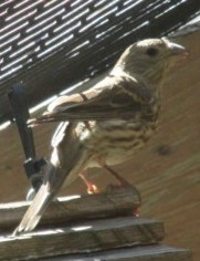 finch1