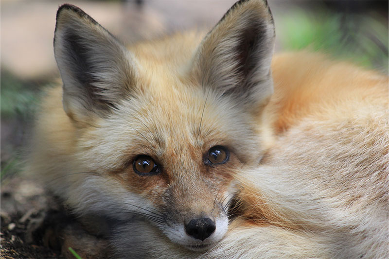 fox photo links to donation page at kindful.com (opens in new window)