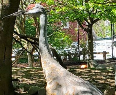 frasier frasier the sandhill crane