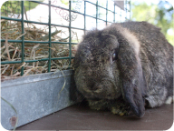 french_lop_rabbit