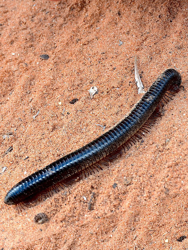 giant millipede