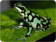 green_and_black_poison_dart_frog