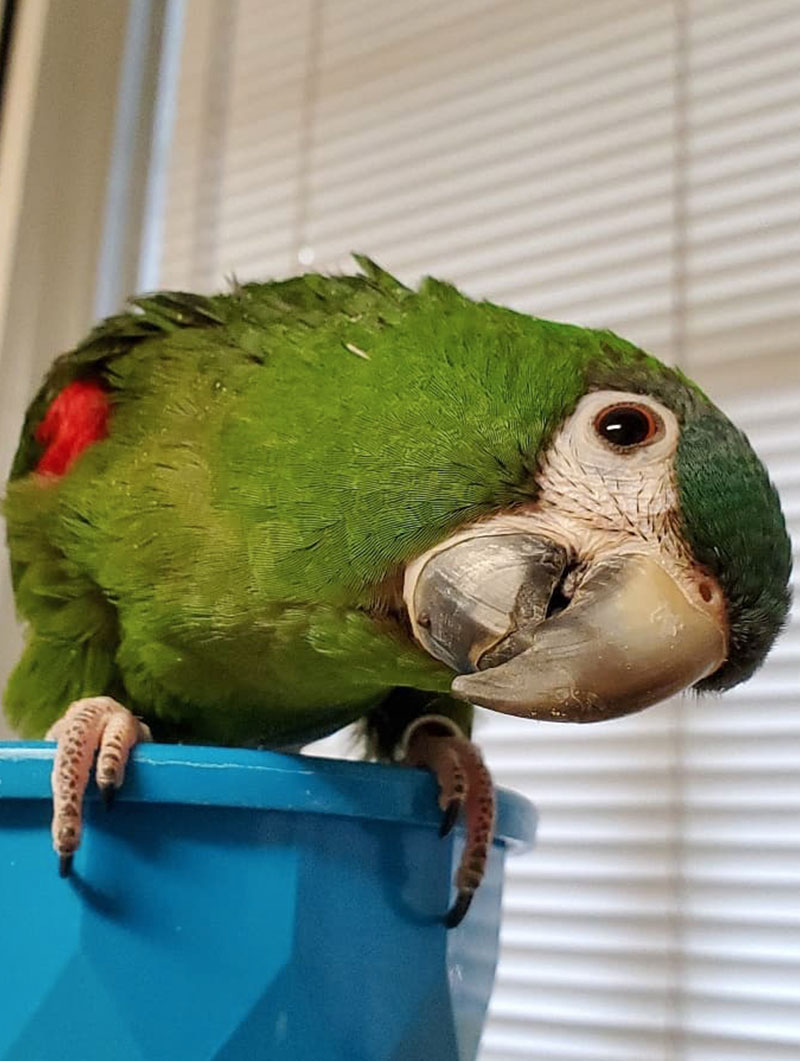 Hahn's Macaw Pouco