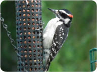 hairy_woodpecker