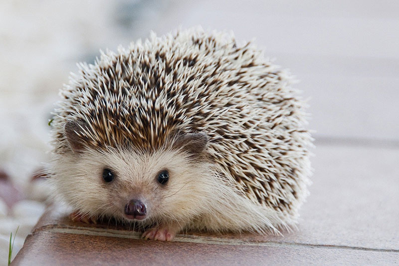 hedgehog photo links to donation page at kindful.com (opens in new window)