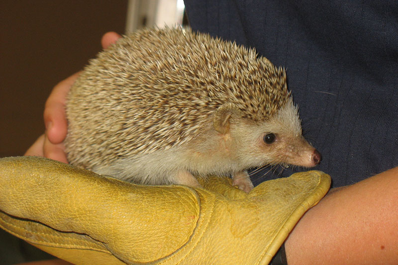 hedgehog