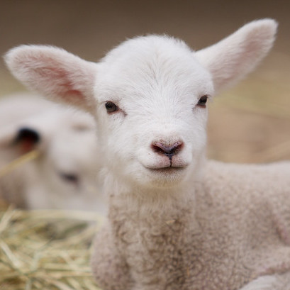 lamb