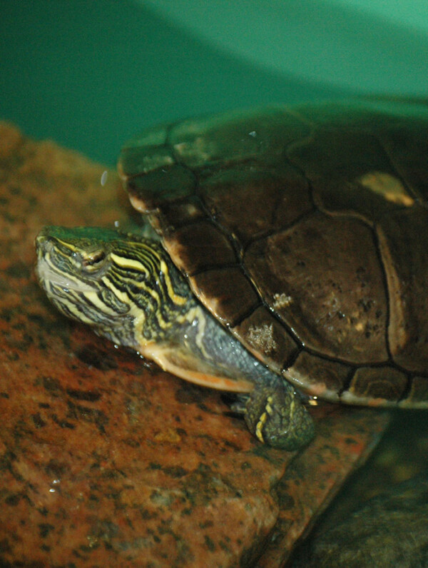 Midland Painted Turtle – Cosley Zoo