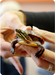 Midland Painted Turtle – Cosley Zoo