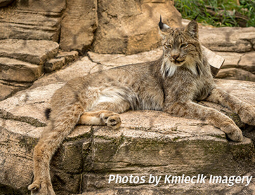 Canada lynx newest residents of Cosley Zoo