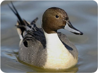 northern_pintail_duck