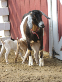 Nubian Goat – Cosley Zoo