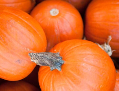 Month of October: Pumpkin Fest